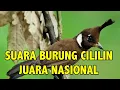 Download Lagu SUARA CILILIN JUARA NASIONAL UNTUK MASTERAN JOS!