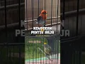 Download Lagu MASTERAN BURUNG KECIL TAJAM CECRETAN KEMADE VS PENTIS RAJA GACOR