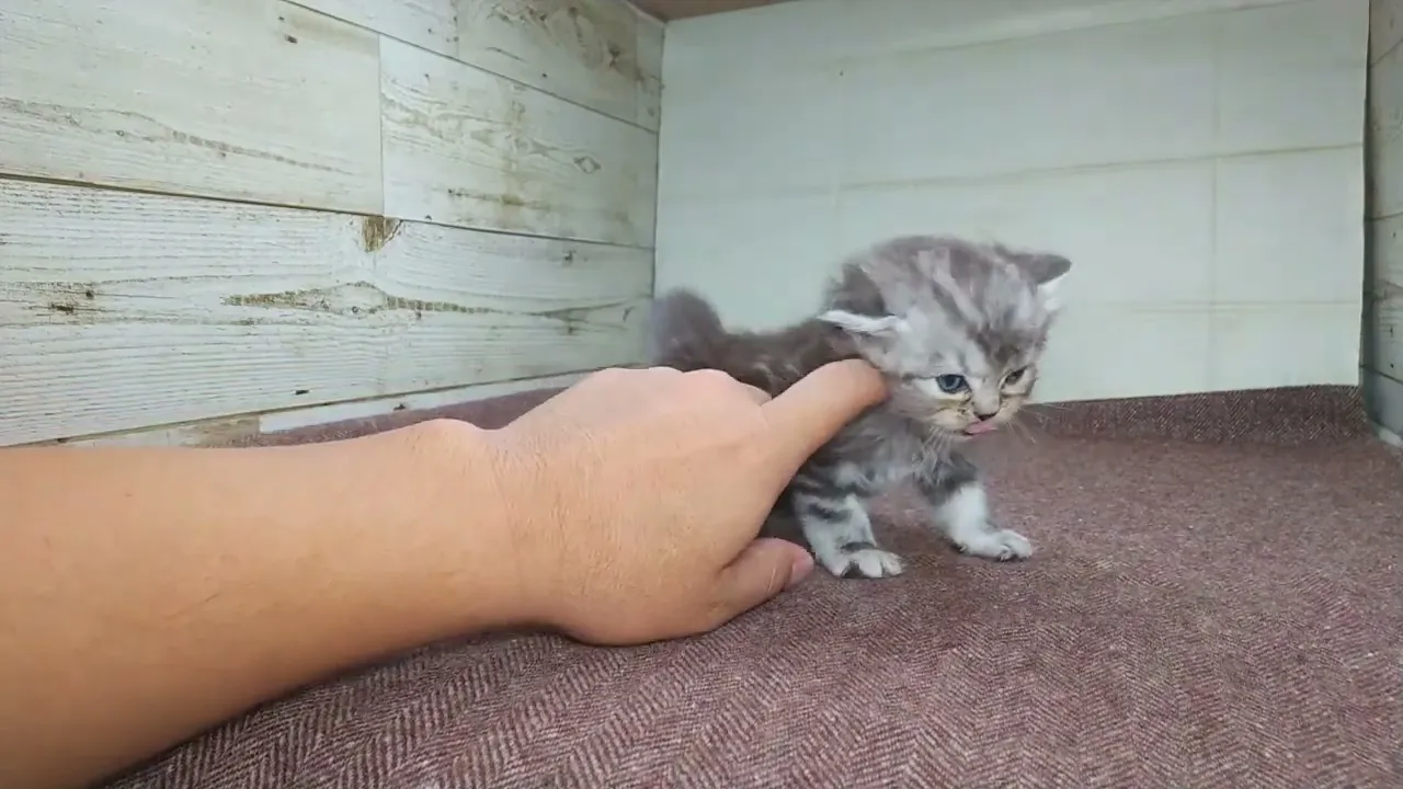 動画