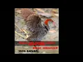 Download Lagu suara burung sintar sawah untuk pikat