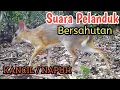 Download Lagu suara kanci / suara napuh