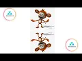 Image Reflection Effect Using CSS CSS Image Reflection Tutorial