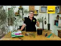 Olive Trees In Your Garden The 101 and Everything You Need to Know