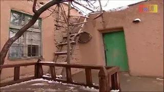 مضحك جدا حنان تخبر المختار ثلاثة أخبار  وهوة نايم شاهد للاخر                   دندنها