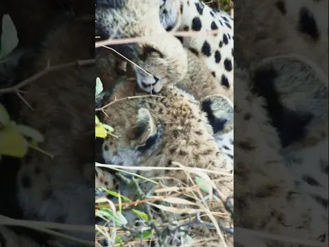 Cheetah cubs are safe and sound with their protective mom. #CheetahCubs #WildlifeWonder"