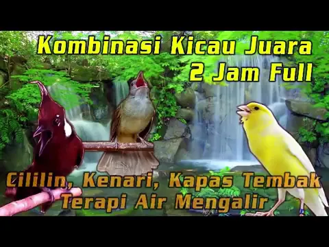 Download MP3 MASTERAN Kombinasi Cililin, Kenari, Kapas Tembak Untuk Murai Batu   Cendet Dijam