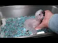Hybrid Macaw Baby May 14 2023