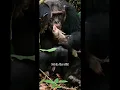 Chimpanzees Hunt and Eat Other Monkeys