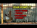 Download Lagu Pancingan SRDC Gacor NEMBAK ISIAN jadikan semua srdc jadi Gacor emosi - SRDC Bali gacor