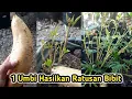 Cara Semai Memperbanyak / Membuat Bibit Ubi Jalar Cilembu Unggul Dari Umbi Agar Berbuah Banyak