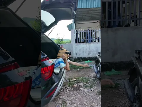 Cảm biến xe 🚘 bằng 🐶#shorts