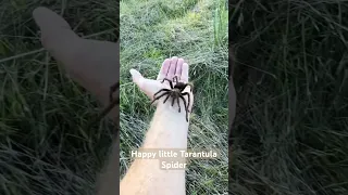 A super friendly tarantula spider tonight on our hike #hiking #spider #hike #spiders #tarantula ￼￼