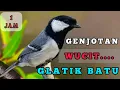 Download Lagu Masteran suara burung GELATIK BATU wucit ngerol 1 jam