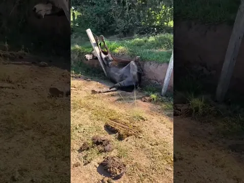 Vaca boa pra ser feita de churrasco