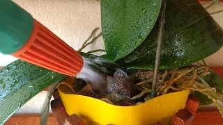 como regar orquideas andr a e suas orqu deas