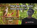 Download Lagu Supaya TRUCUK ROPEL Panjang||Lihat trik ini baik-baik‼️