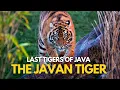 Download Lagu Last Tigers of Java | The Javan Tiger