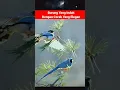 Download Lagu Burung Yang Indah Dengan Corak Bulu Yang Elegan