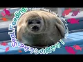 Lagu Okhotsk Tokkari Center Seal Feeding featuring Tsuki, Mashiro, Meme! Cute Seals オホーツクとっかりセンターアザラシ給餌 🦭