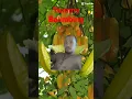 Download Lagu My Balimbing#fruits#healthy#yummy#viral#show#short