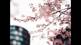 انشوده مش هنساها الليله عرس بدون موسيقي 