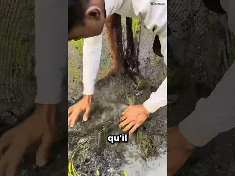 Personne Ne Pensait Qu’Il Y Avait Un Poisson Dans Le Champ