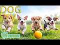 Download Lagu DOG TV: Videos Entertain \u0026 Calming for Dogs When Home Alone All Day Long - Best Music for Dogs