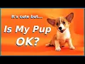 Why Does My Puppy Get The Hiccups