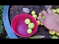 Download Lagu Mexican Key-limes Harvest ♡ Growing in Containers ♡ You will be Surprised How Many Limes we got!