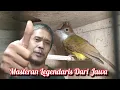 Lagu BURUNG MASTERAN LEGENDARIS DARI JAWA