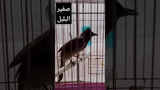 صوت صفير البلبل للتحفيز على التغريد  صوت صفير البلبل للتحفيز على التغريد