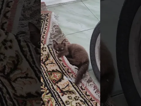 kittens