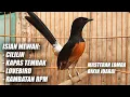 Download Lagu MURAI BATU GACOR FULL ISIAN TEMBAKAN CILILIN LOVEBIRD KAPAS TEMBAK RAMBATAN PARUH MERAH PANJANG