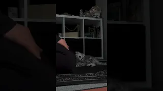 Cat نشيد طويل الشوق 