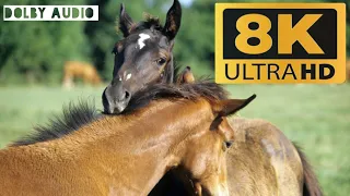 horse meeting video elephant neture videos animal staganimal