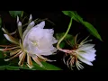 Night-Blooming Cereus time lapse