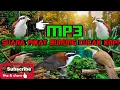 Download Lagu Suara pikat burung cucak kopi mp3
