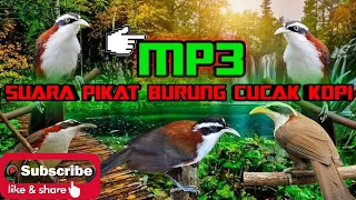 Download Suara pikat burung cucak kopi mp3 MP3