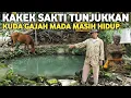 Lagu Merinding !! Terekam Jelas Mbah Man Tunjukkan Kuda Gajah Mada Masih Hidup