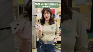 Debunking Opossum Myths
