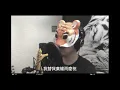 老虎歌皇《自動棄權(放手版)》Live Cover