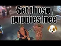 Key West - Set Those Puppies Free