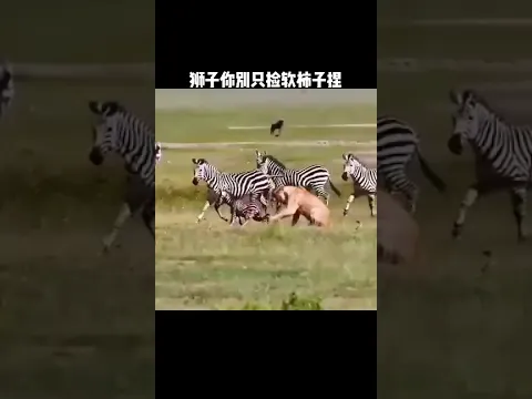 The Lion Only Hunts Easy Prey For A Simple Meal 狮子只挑好抓猎物 填饱肚子最实在 #animals 【跟着图尔去旅行】