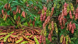 Easy and Fast Methods for Growing and Propagating Leucaena Trees #garden #plant #grafts