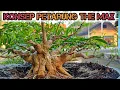 Download Lagu Calon Amunisi Sudah Hampir Selesai☺️‼️ Bonsai Anting Putri The Max