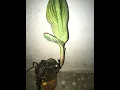 Download Lagu #short story | canna indica | Pak Gardening plus | 03 months update