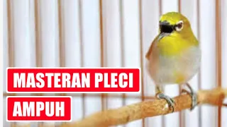 Download SUARA PANGGILAN PLECI UNTUK PANCINGAN PLECI AGAR NGALAS BUKA PARUH DAN UNTUK PIKAT MP3