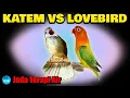 Download Lagu MASTER  harian  KAPAS TEMBAK vs LOVEBIRD Jeda Terapi Air