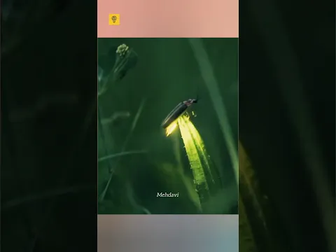 how firefly glow at Night' 🤔😱 #shorts #short #viral #facts