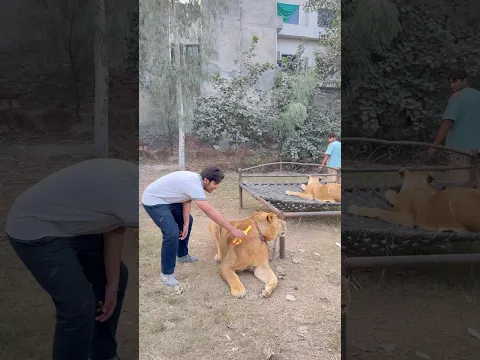 I pranked the lion with chicken😂#lion #lionhub #shorts